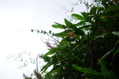 Rhynchanthus beesianus