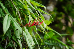 Rhynchanthus beesianus