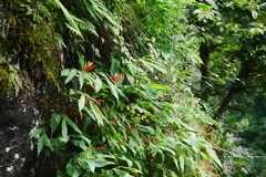 Rhynchanthus beesianus