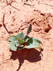 Ledebouria ensifolia