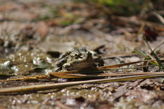 Pelophylax ridibundus