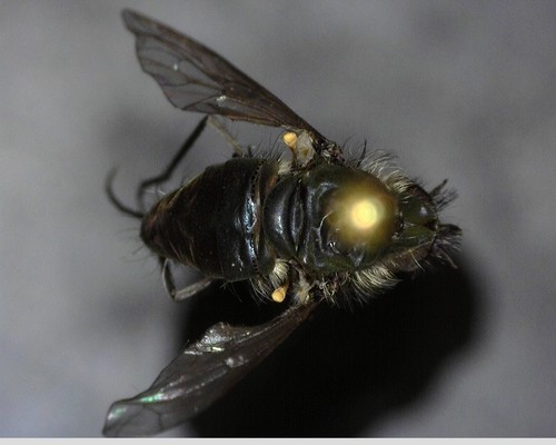 iNaturalist observation photo of Brachyceran Flies