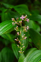 Oxyspora paniculata