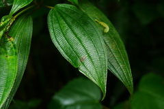 Oxyspora paniculata