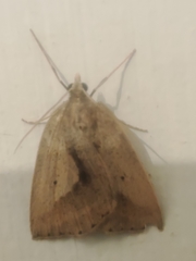 Psilaspilates catillata