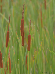 Typha domingensis