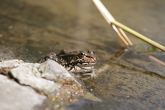 Pelophylax ridibundus