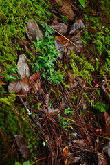 Gentiana loureiroi