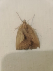 Psilaspilates catillata