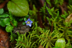 Gentiana loureiroi
