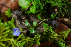 Gentiana loureiroi