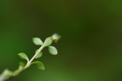 Gentiana loureiroi