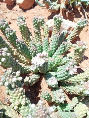 Euphorbia inermis