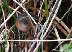 Laterallus melanophaius