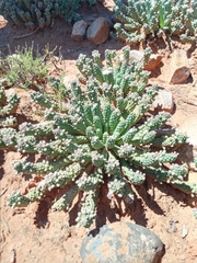 Euphorbia inermis
