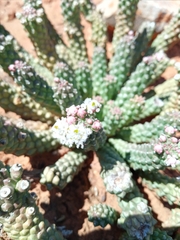 Euphorbia inermis