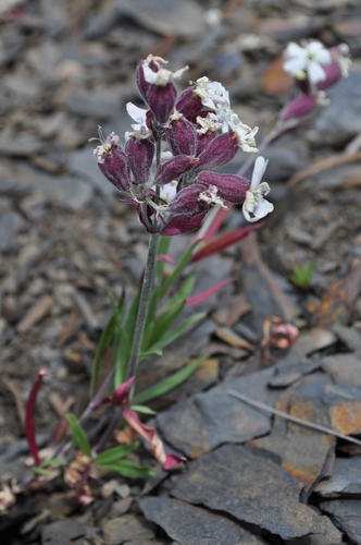 Silene repens iNat (1)