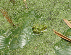 Pelophylax saharicus