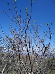 Bursera linanoe