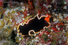 Pseudobiceros hancockanus