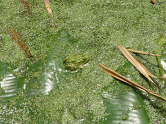 Pelophylax saharicus
