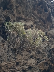 Helichrysum obconicum