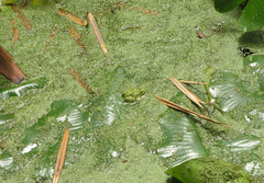 Pelophylax saharicus