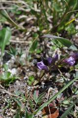 Gentianella propinqua