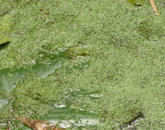 Pelophylax saharicus