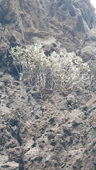 Helichrysum obconicum