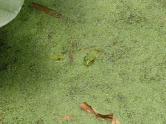 Pelophylax saharicus