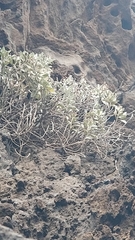 Helichrysum obconicum