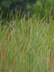 Typha domingensis