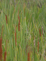 Typha domingensis
