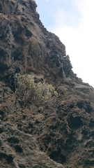 Helichrysum obconicum