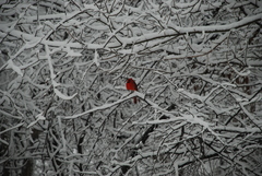 Cardinalis cardinalis