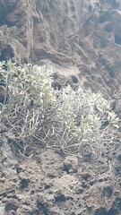Helichrysum obconicum