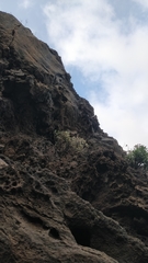 Helichrysum obconicum