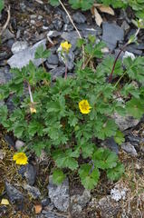 Potentilla hyparctica