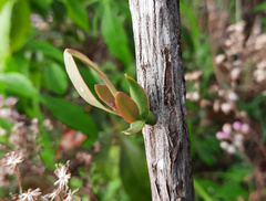 Tripodanthus acutifolius
