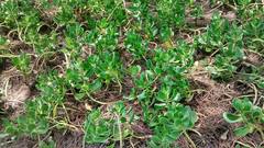 Scaevola plumieri