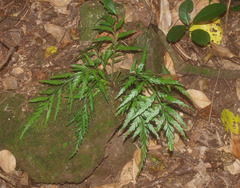 Asplenium appendiculatum