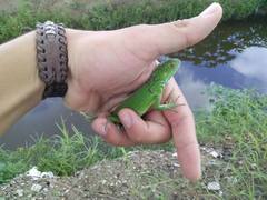 Iguana iguana