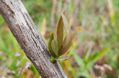 Tripodanthus acutifolius