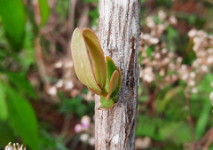 Tripodanthus acutifolius