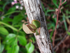 Tripodanthus acutifolius