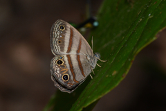 Cissia terrestris