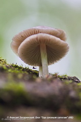 Mycena niveipes
