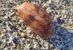 Bulla striata
