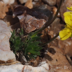 Draba aizoides